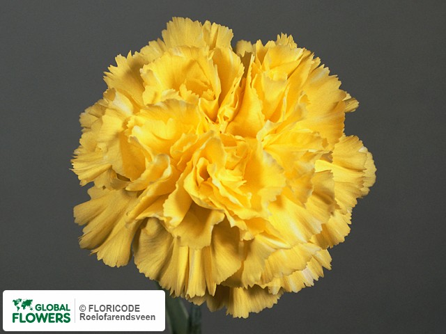 Photo Dianthus standaard Candy.