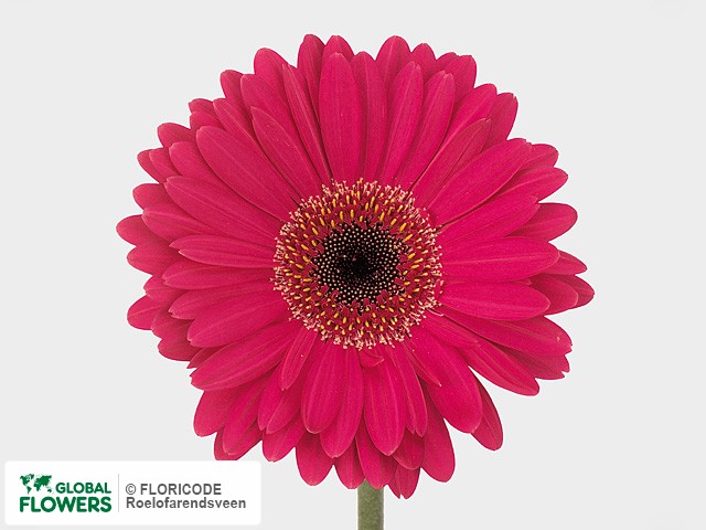 Photo Gerbera grootbloemig 'Malibu'.