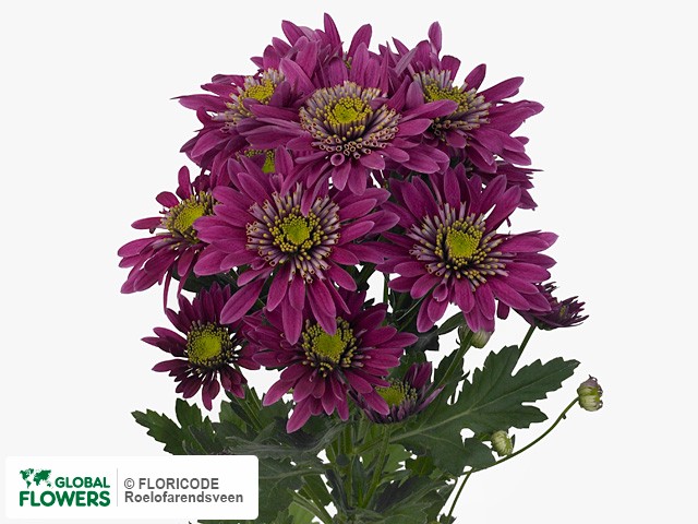 Photo Chrysanthemum (Indicum Grp) tros Saba Cherry.