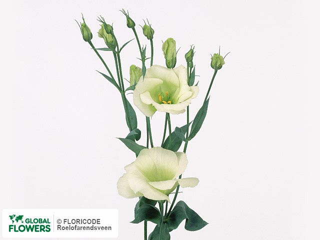 Photo Eustoma russellianum enkelbloemig 'Polestar Green'.