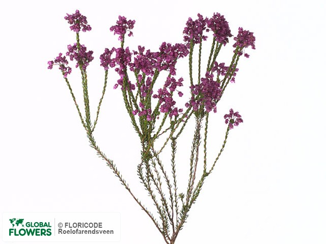 Фото вида Эрика "Corifolia".