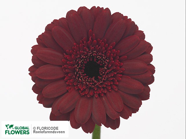 Photo Gerbera mini 'Blackstone'.