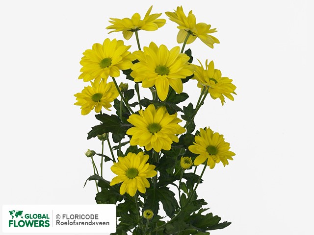 Photo Chrysanthemum (Indicum Grp) tros Bacardi Sunny.