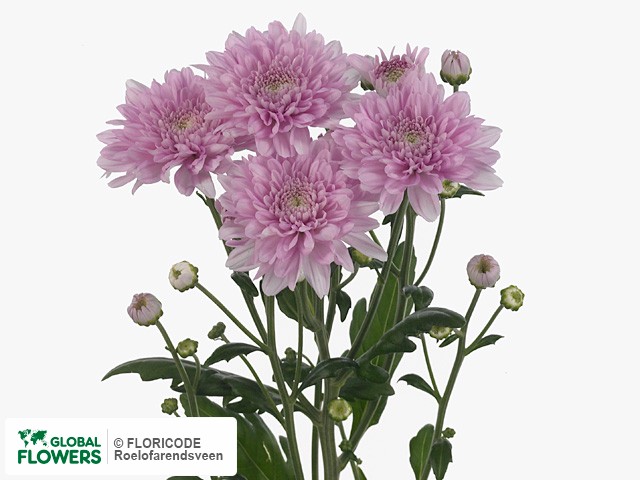 Photo Chrysanthemum (Indicum Grp) tros 'Calabria Pink Dark'.