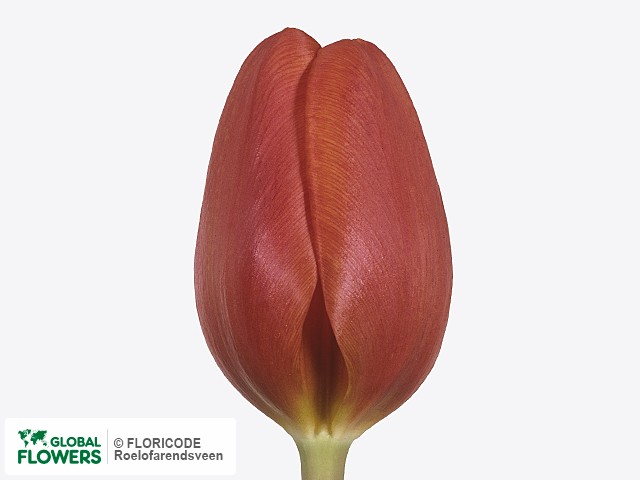 Photo Tulipa (Triumph Grp) 'Annie Schilder'.