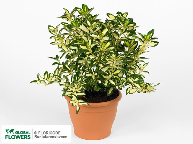 Photo Euonymus japonicus 'Gold Moon'.