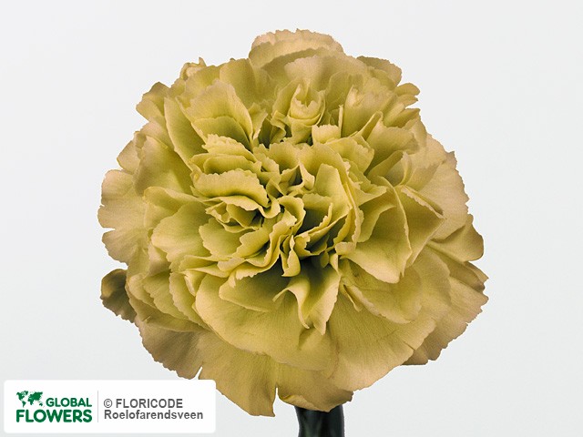Photo Dianthus standaard 'Prado Mint'.