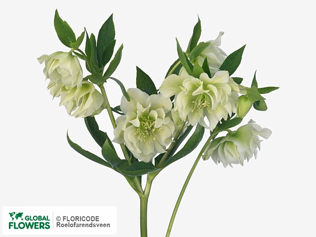 Photo Helleborus orientalis 'Double Ellen White' Helleborus orientalis 'Double Ellen White'