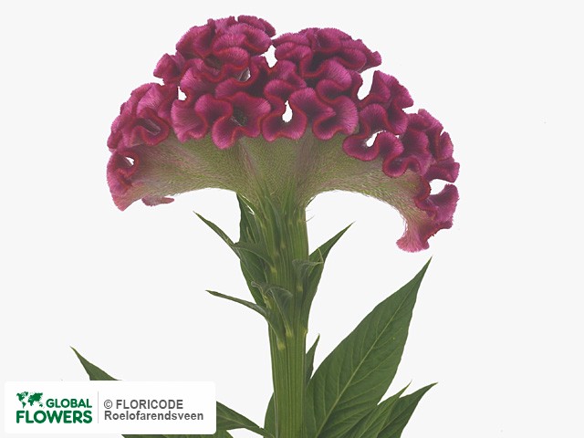 Фото вида Целозия серебристая гребенчатая "Deep Rose Flame".