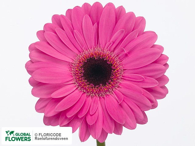 Photo Gerbera grootbloemig 'Crush'.