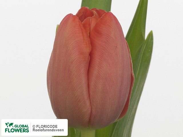 Photo Tulipa (Triumph Grp) 'Primavera'.