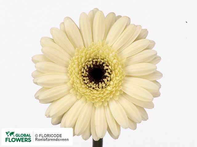 Photo Gerbera mini 'Aspy'.