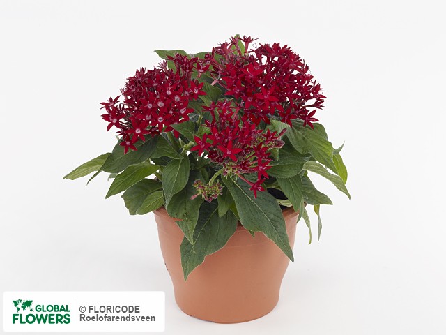 Фото вида Пентас ланцетовидный "Beebright Red".