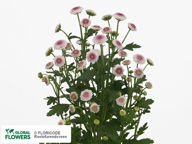 Photo Chrysanthemum (Indicum Grp) tros santini Cadena.
