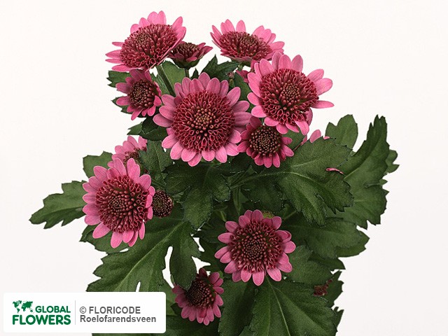 Photo Chrysanthemum (Indicum Grp) tros santini 'Bernando'.