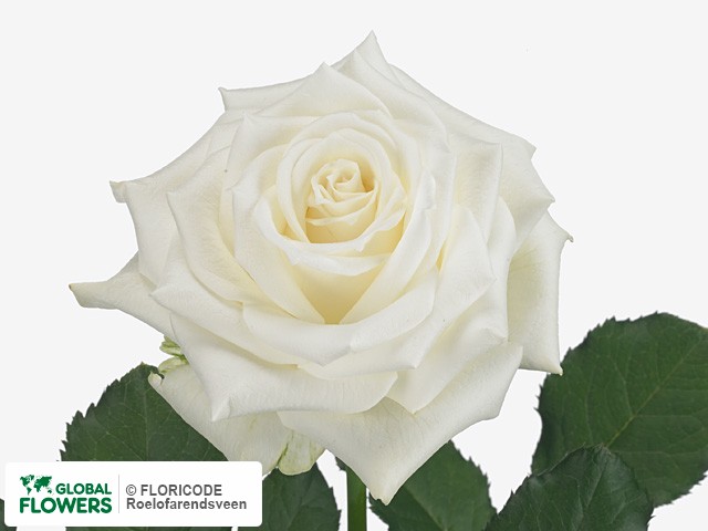 Фото вида Роза крупноцветковая "Alpe DHuez".