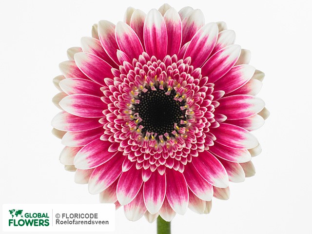 Photo Gerbera mini 'Lucia'.