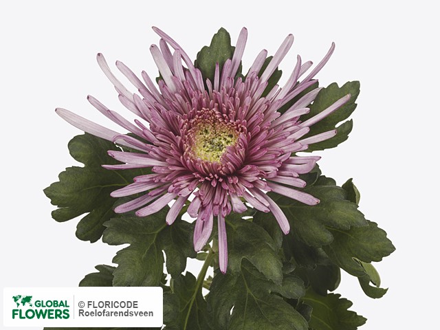 Фото вида Хризантема одноголовая "Uzuri Purple".