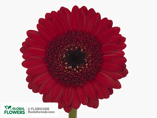 Photo Gerbera mini 'Ladies Night'.