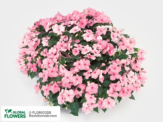 Фото вида Недотрога Уоллера "Expo Pink".