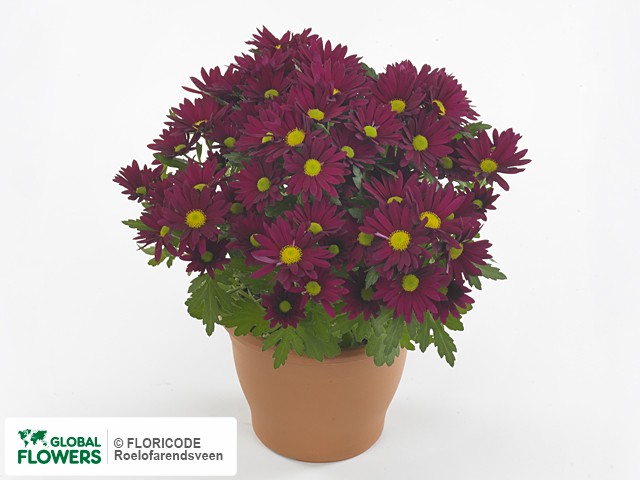 Photo Chrysanthemum (Indicum Grp) Stream Purple.