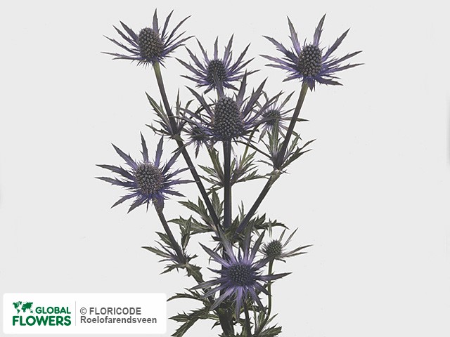 Фото вида Синеголовник альпийский "Blue Star".