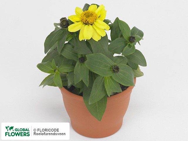 Фото вида Цинния мариландская "Zahara Yellow".