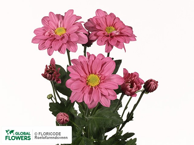 Photo Chrysanthemum (Indicum Grp) tros Reagan Splendid.