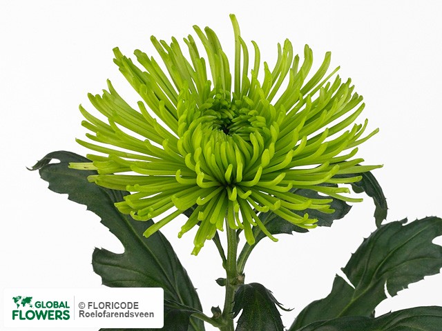 Photo Chrysanthemum (Indicum Grp) geplozen Siara.