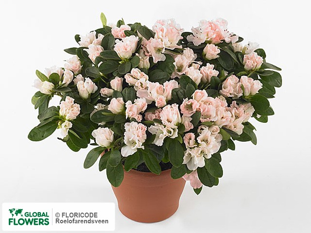 Photo Rhododendron (Simsii Grp) 'Kassandra' | Global Flowers