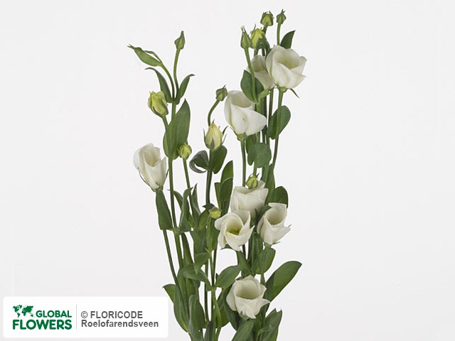 Photo Eustoma russellianum enkelbloemig 'Fioretti White'.