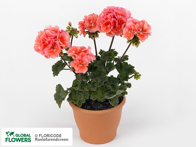 Photo Pelargonium (Zonale Grp) Loki | Global Flowers