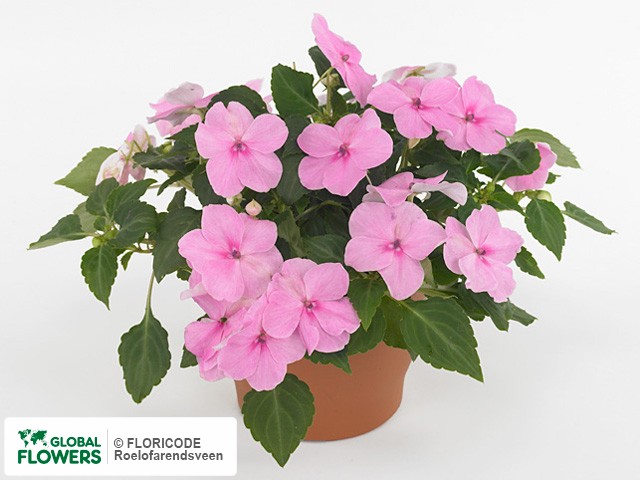 Фото вида Недотрога Уоллера "Super Elfin Xp-Pink".