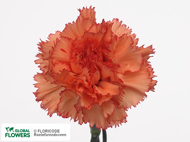 Photo Dianthus standaard Ambar | Global Flowers