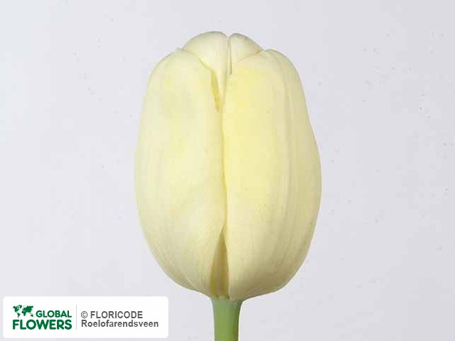 Photo Tulipa (Triumph Grp) 'Pedor'.