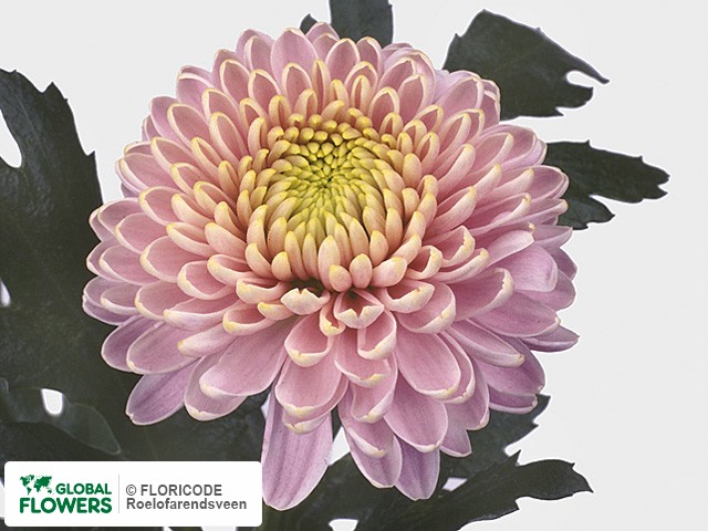 Photo Chrysanthemum (Indicum Grp) geplozen 'Zodiac Rose'.