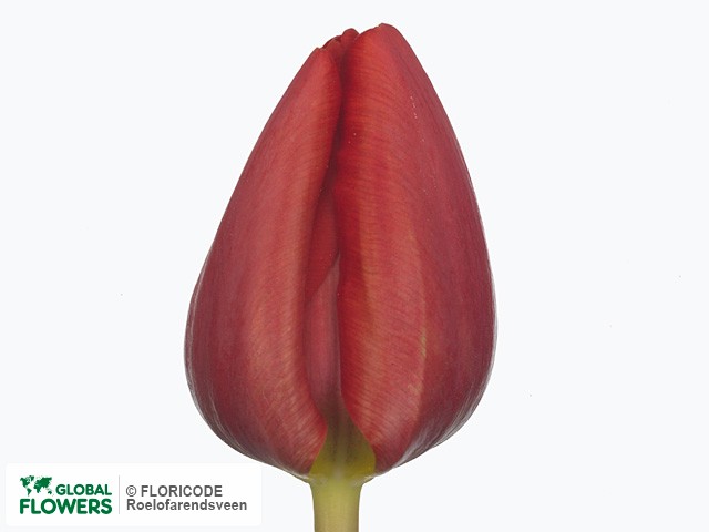 Photo Tulipa (Triumph Grp) 'Bastogne'.