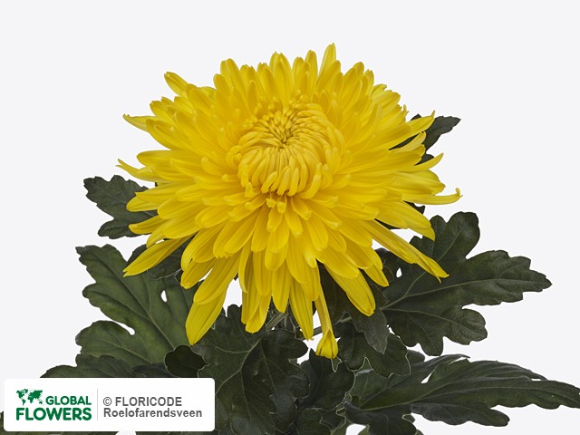 Photo Chrysanthemum (Indicum Grp) geplozen 'Lameet'.