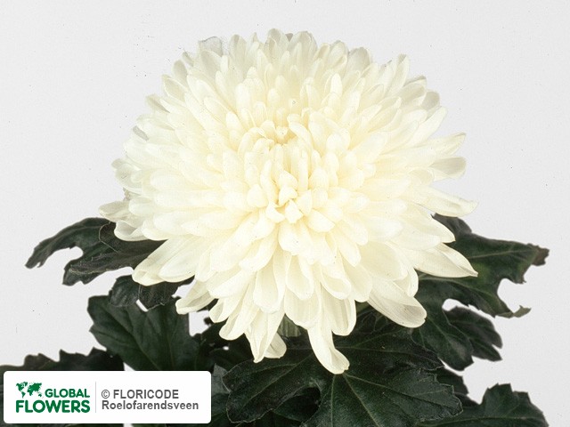 Photo Chrysanthemum (Indicum Grp) geplozen Regina White.