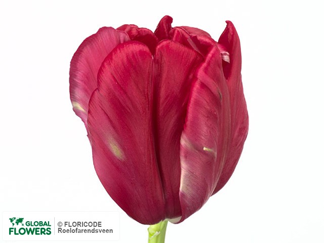 Photo Tulipa (Parrot Grp) 'Cerise Parrot'.