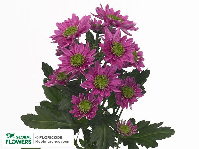 Photo Chrysanthemum (Indicum Grp) tros 'Amazon'.