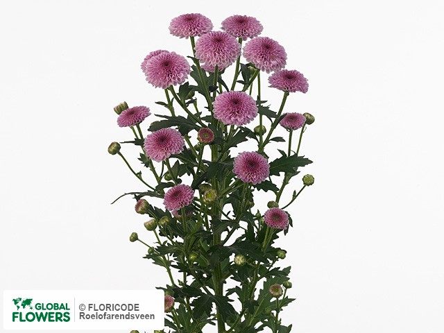 Photo Chrysanthemum (Indicum Grp) tros santini Calimero Dark Pink.