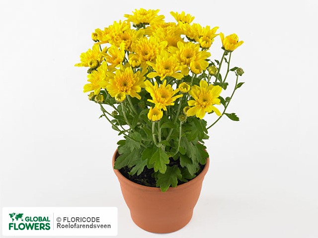Photo Chrysanthemum (Indicum Grp) Yahou Golden.