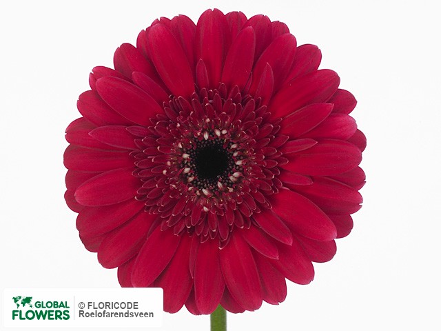 Photo Gerbera grootbloemig Zo?.