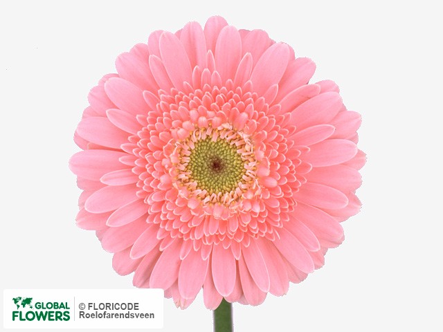 Photo Gerbera mini 'Hailey'.