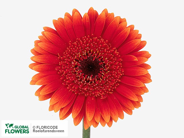 Photo Gerbera mini Fireball.