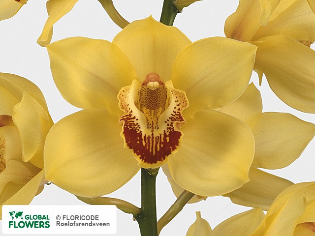 Фото вида Цимбидиум "Per bloem A Su Golden Fleece".