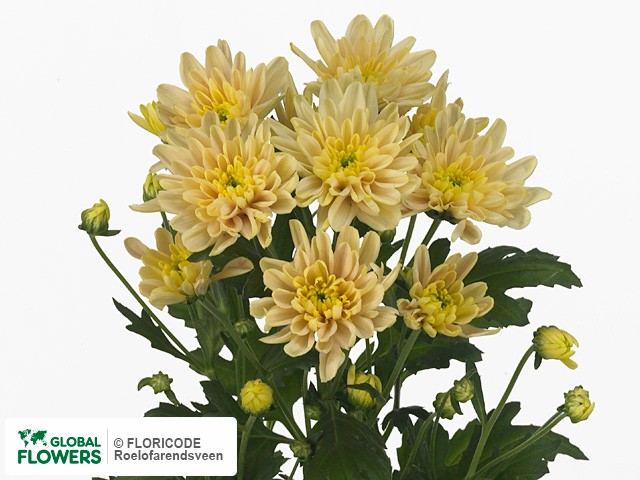 Photo Chrysanthemum (Indicum Grp) tros Milano Bronze.