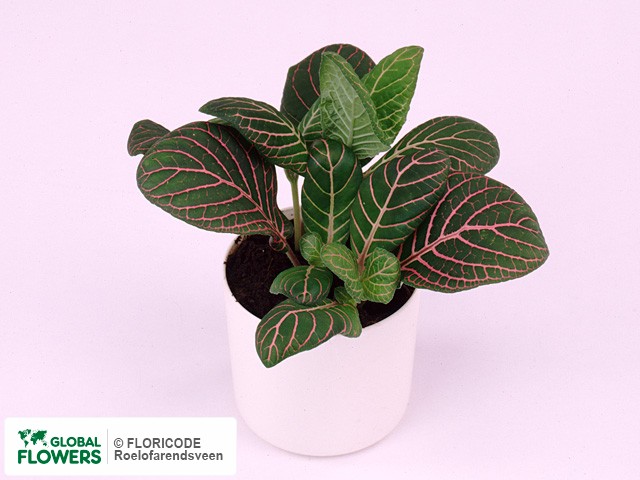 Фото вида Фиттония Вершаффельта "Fortissimo".