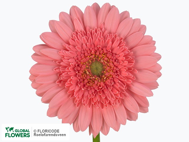 Photo Gerbera mini Alissia.